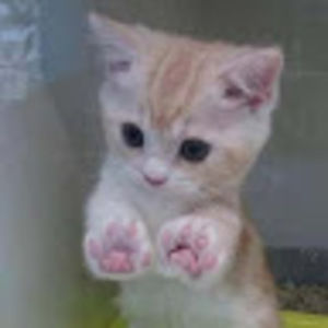 Meet your Posher, Okay